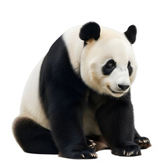 Fototapeta premium Seated panda bear against black backdrop