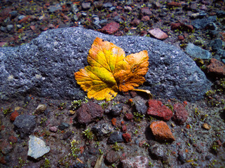 Autumn leaves on the ground dragged by a dried river.