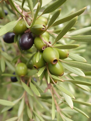 Olive verte picholine
