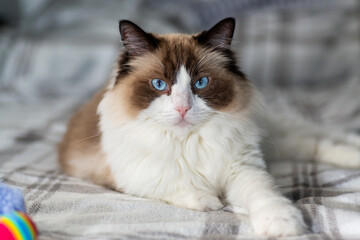 Purebred ragdoll cat relaxing on cozy soft blanket