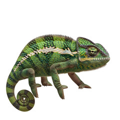 Obraz premium Detailed chameleon portrait on black background