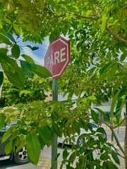 stop sign surrounded by trees. Gazcue, Santo Domingo, Dominican Republic 