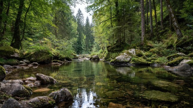 A tranquil forest stream flows gently between mossy rocks and lush green trees reflecting the sky.