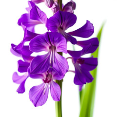 realist purple delphinium flower photoshoot with white and transparent background