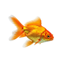 Fototapeta premium Elegant goldfish on black background detailed shot