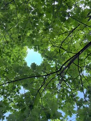 trees in the forest