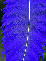 exquisite violet feathers nature s elegant plumage celebrating beauty and grace