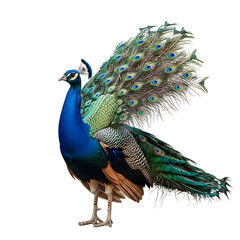 Fototapeta premium Peacock showing off in elegant display