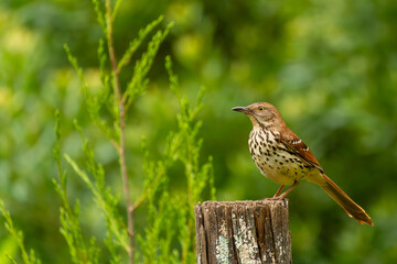 A brown thrasher perched on a fence psot