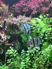 Freshwater angelfish swimming in planted aquarium. Two freshwater angelfish swim peacefully among vibrant aquatic plants in a lush, well-maintained tropical aquarium setting