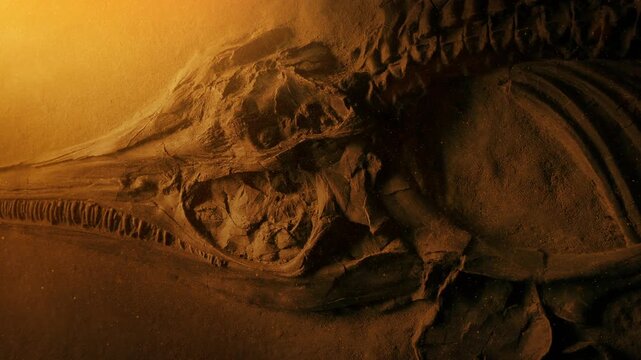 Jurassic Fish Skeleton Ancient Fossil