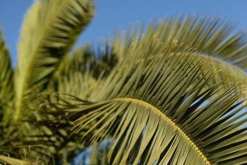 Close-up of palm tree leaves bathed in sunlight with clear blue sky background, showcasing tropical...