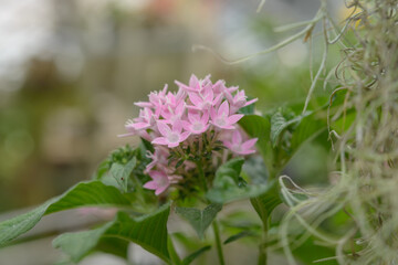 close-up of Pentas (also known as Pentas lanceolata) on a defocused background