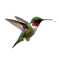 Fototapeta premium Ruby throated hummingbird in full flight