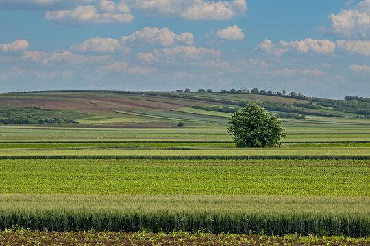 Green crops field on hill in countryside - Powered by Adobe