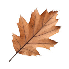 Obraz premium Dried oak leaf on black background