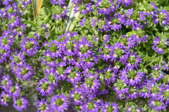 field of potted blue violet surdiva or scaevola aemula 