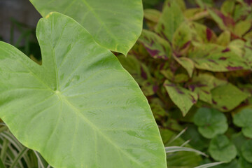 philodendron foliage with coleus leaves at the conservatory