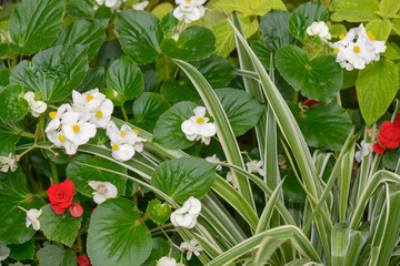 mixed white begonia flowers and spider plants close-up