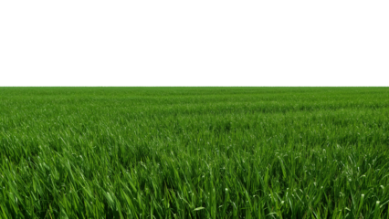 Vibrant green grass field stretches towards a distant horizon under a clear sky, perfect for nature, agriculture or serene backdrops.