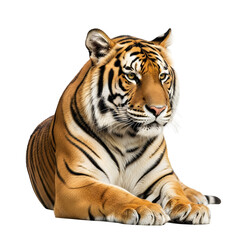 Fototapeta premium A regal Bengal tiger, lying down, facing slightly to the viewer, against a plain white background.