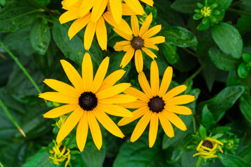 A stunning display of Vibrant BlackEyed Susan flowers adorning the garden in full bloom