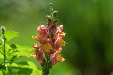 A Beautiful and Vibrant Snapdragon Flower is Blossoming in Full Bloom, Showcasing Natures Artistry