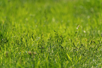Vibrant Green Grass for Various Nature and OutdoorThemed Settings and Environments