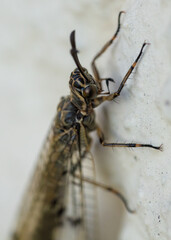 Euroleon nostras is an animal that is like a dragonfly but has horns and wings
