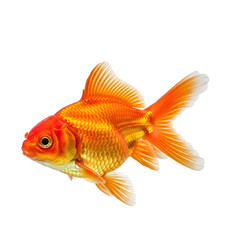 Orange goldfish isolated on black background