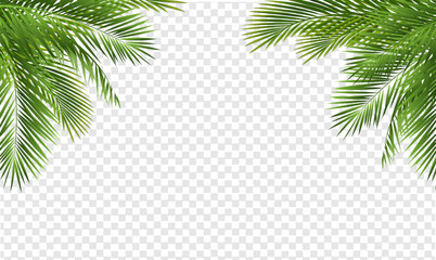 Green Palm Branch Isolated With Transparent Background