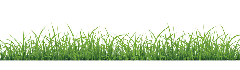 Green Grass Isolated With White Background
