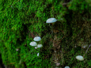 A row of tiny white mushrooms grows on a tree trunk covered in rich green moss, creating an enchanting forest scene. This shot reveals the microcosm of nature and its amazing details.