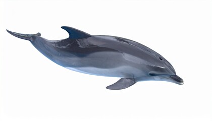 Obraz premium Striped Dolphin Aquatic Mammal Ocean Wildlife Animal Marine Life