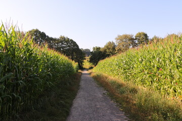 Maisfelder bei Recklinghausen im Ruhrgebiet	