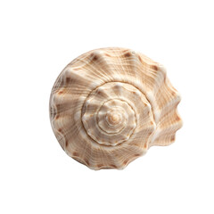 Fototapeta premium Spiral seashell on contrasting black background