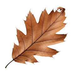 Obraz premium Dried Oak Leaf on a Black Background