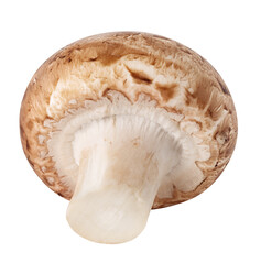 Single mushroom isolated on white background
