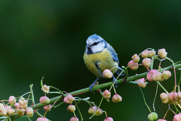 Eurasian blue tit (Cyanistes caeruleus) searching for food in the forest in the Netherlands. 
