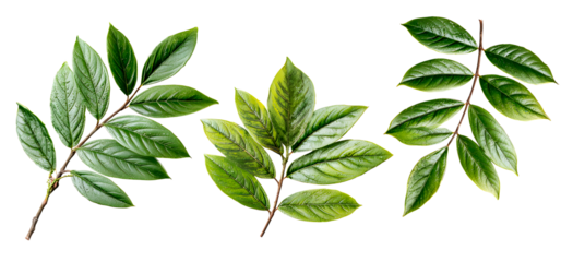 Fresh Foliage Display: A curated collection of vibrant green leaves, artfully arranged against a clean backdrop, showcases the beauty and freshness of nature.