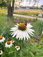 white flower echinacea, blooming flower, bee on flower ball, ant on white flower petal