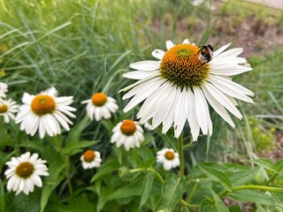 white flower echinacea, blooming flower, bee on flower ball, ant on white flower petal