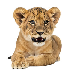 Obraz premium Adorable lion cub against black backdrop