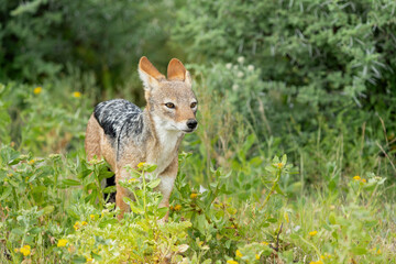 Black-backed jackal searching for food in Etosha National Park in Namibia