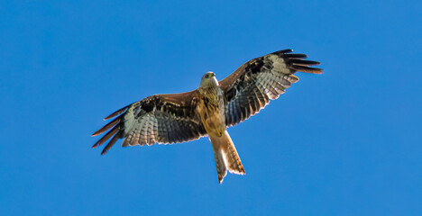A Majestic Hawk is Soaring Gracefully and Elegantly in the Clear Blue Sky Above Us Today