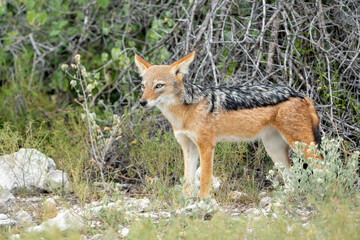 Black-backed jackal searching for food in Etosha National Park in Namibia