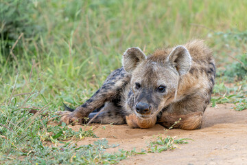 Fototapeta premium Spotted Hyena (Crocuta crocuta), also known as the laughing hyena, hanging around in KMadikwe Game Reserve in South Africa