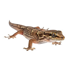 Obraz premium Close up gecko against black background