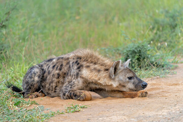 Spotted Hyena (Crocuta crocuta), also known as the laughing hyena, hanging around in KMadikwe Game Reserve in South Africa
