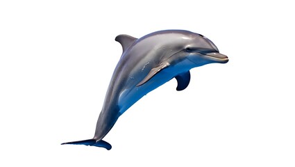 A playful bottlenose dolphin leaps gracefully out of the bright blue ocean water